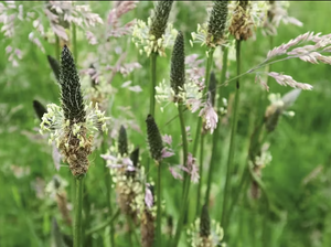 Piantaggine: l’erba medicinale che rigenera, protegge e nutre il tuo organismo in modo naturale
