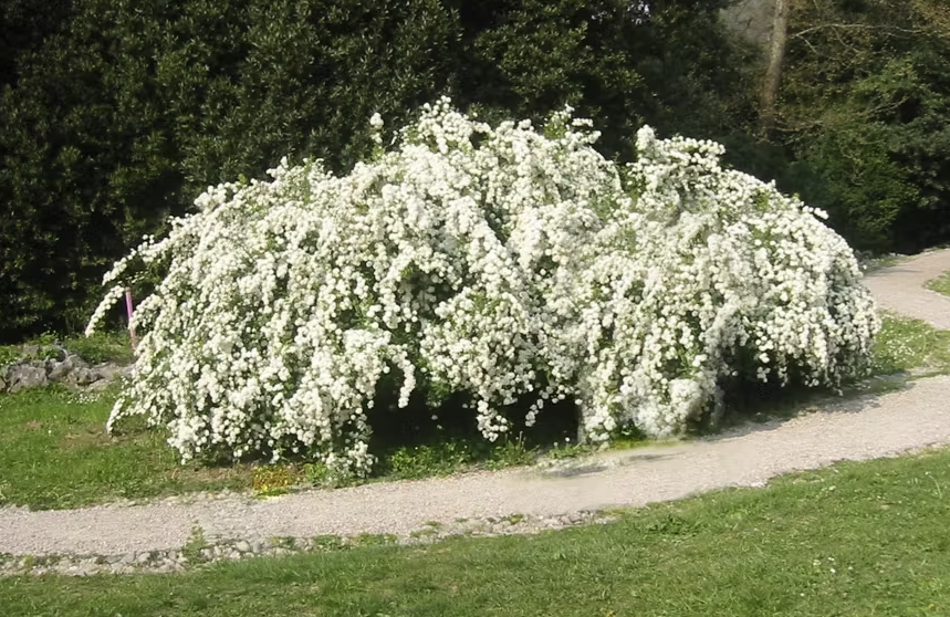 Biancospino: il rimedio naturale per il cuore, la mente e l’equilibrio emotivo