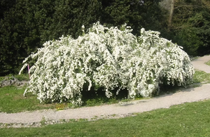 Biancospino: il rimedio naturale per il cuore, la mente e l’equilibrio emotivo