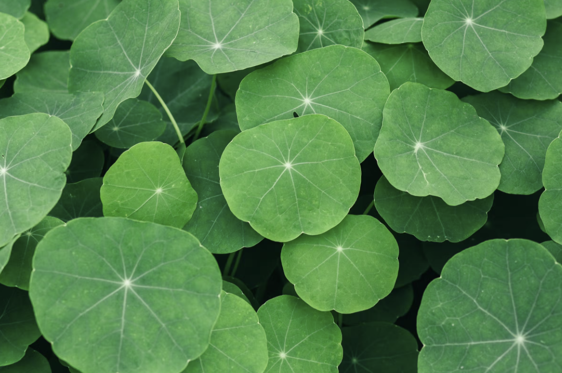 Centella Asiatica: proprietà scientificamente provate per microcircolo, cellulite e benessere circolatorio