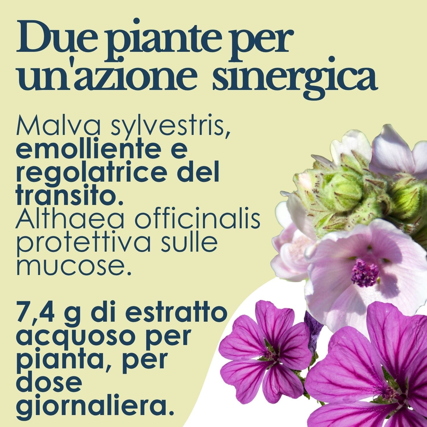 MALVA MUCILLAGINE 200ML
