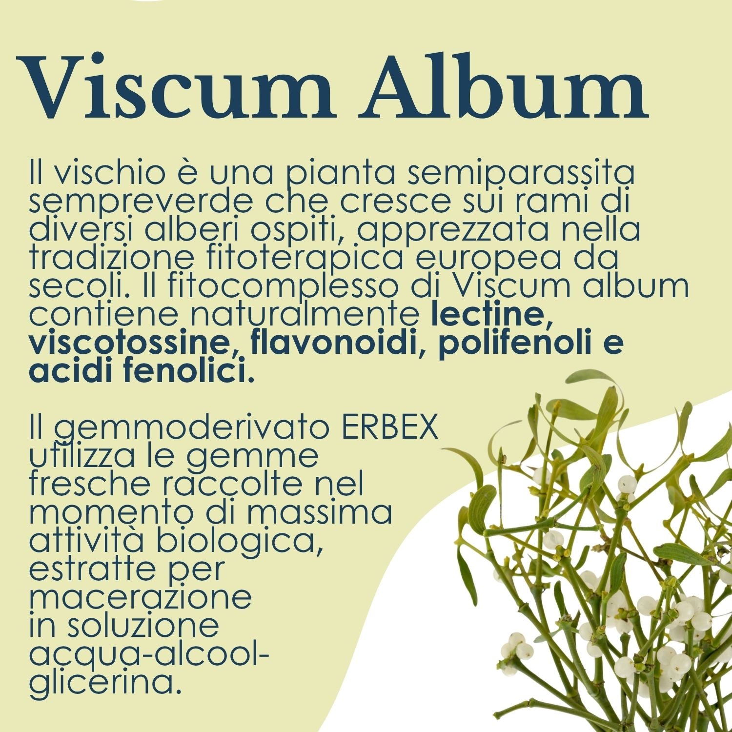 VISCHIO GEMMODERIVATO 50ML