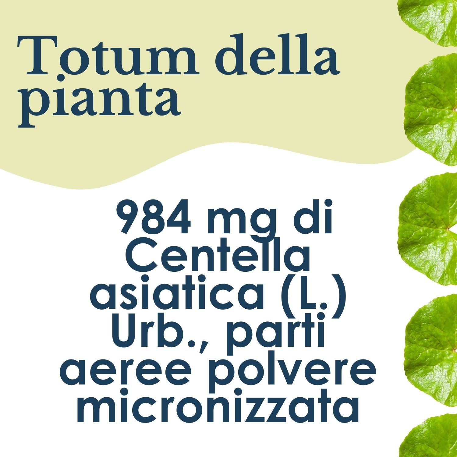 CENTELLA 100 CAPSULE