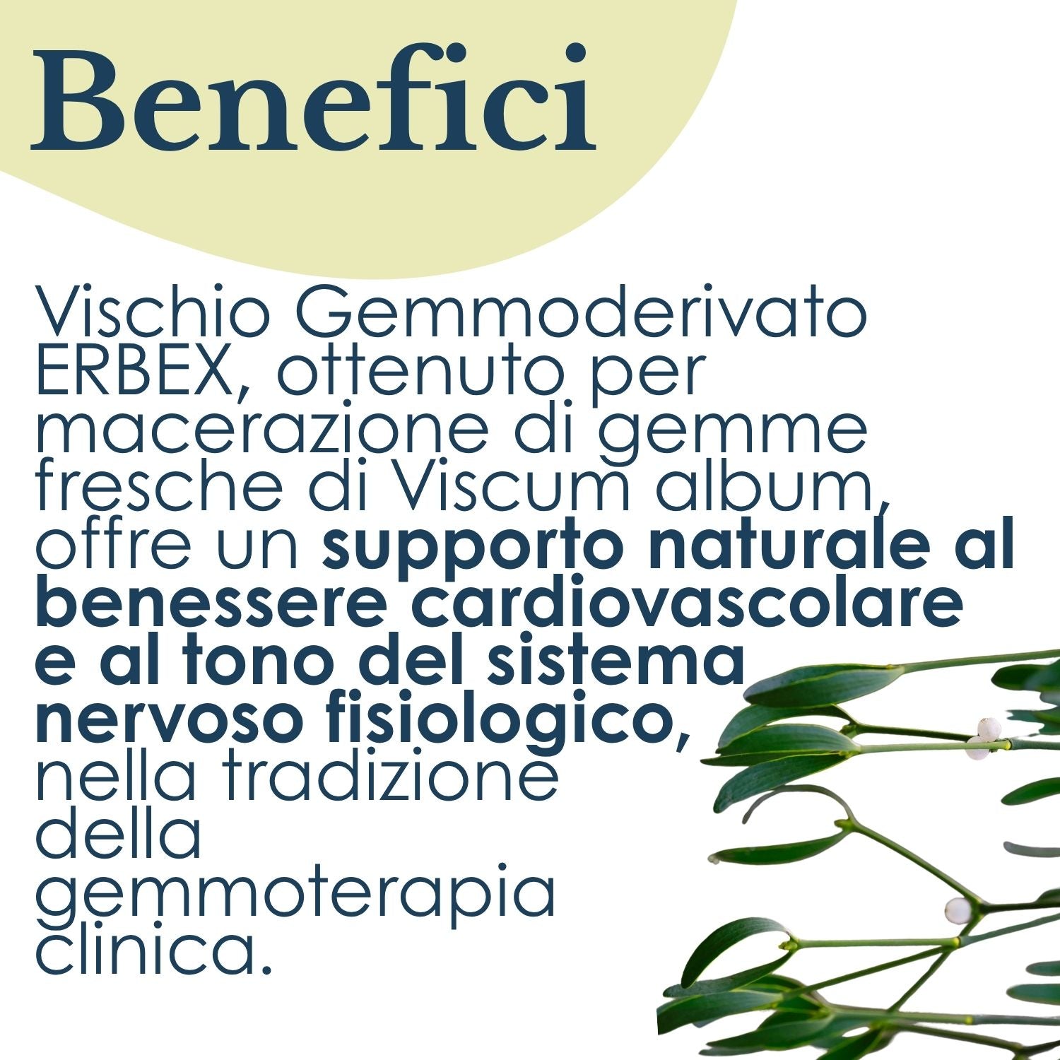 VISCHIO GEMMODERIVATO 50ML