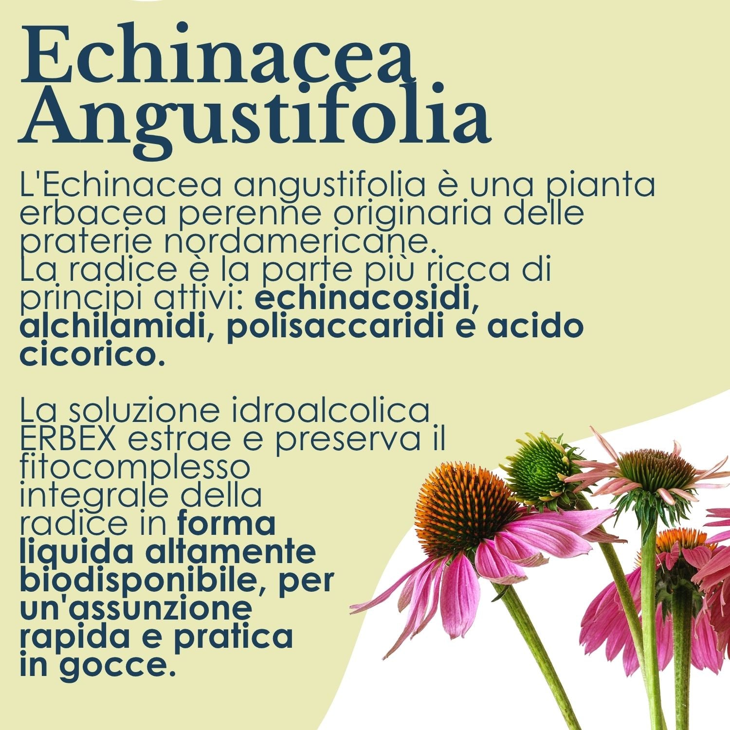 ECHINACEA SOLUZIONE IDROALCOLICA 50ML