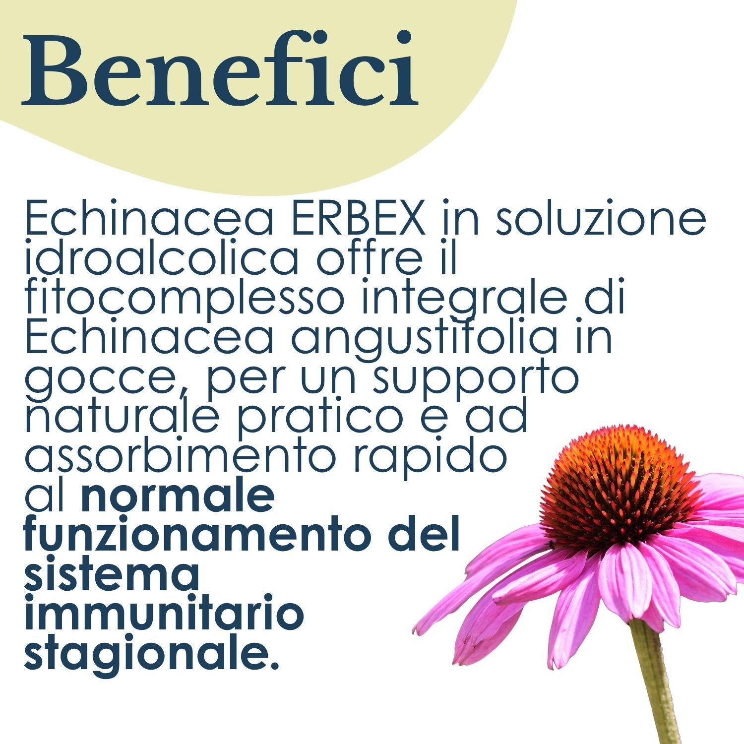 ECHINACEA SOLUZIONE IDROALCOLICA 50ML