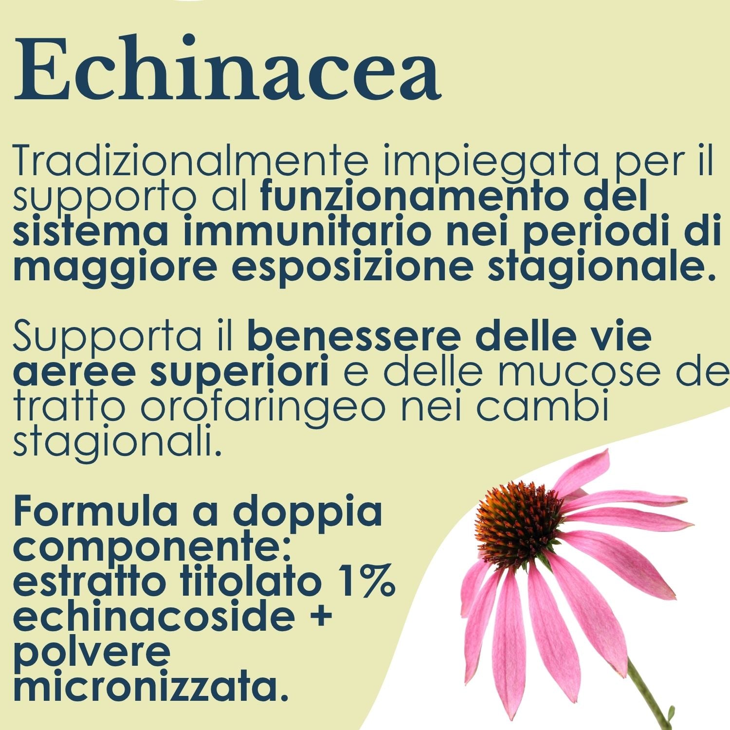 ECHINACEA 100 CAPSULE