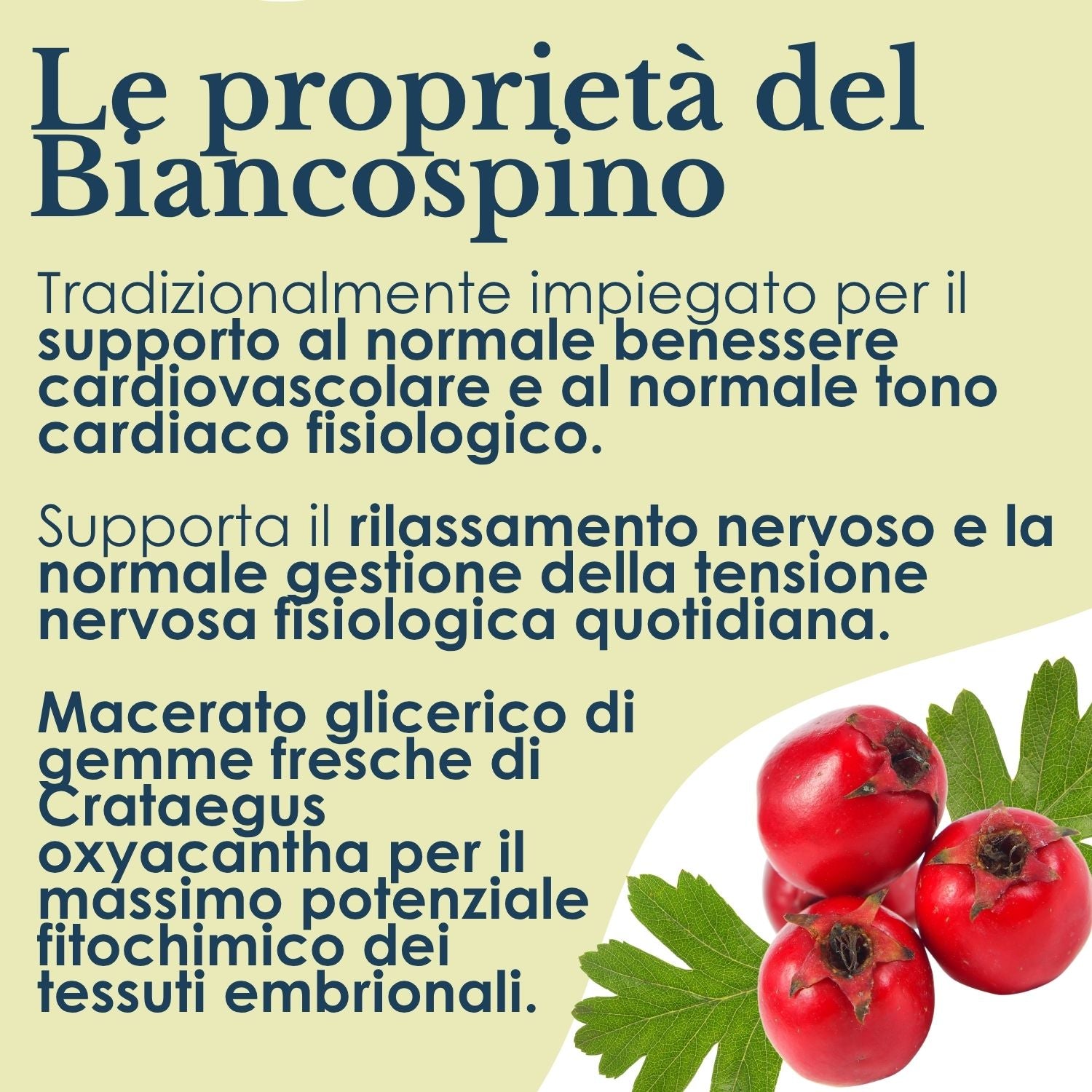 BIANCOSPINO GEMMODERIVATO 50ML