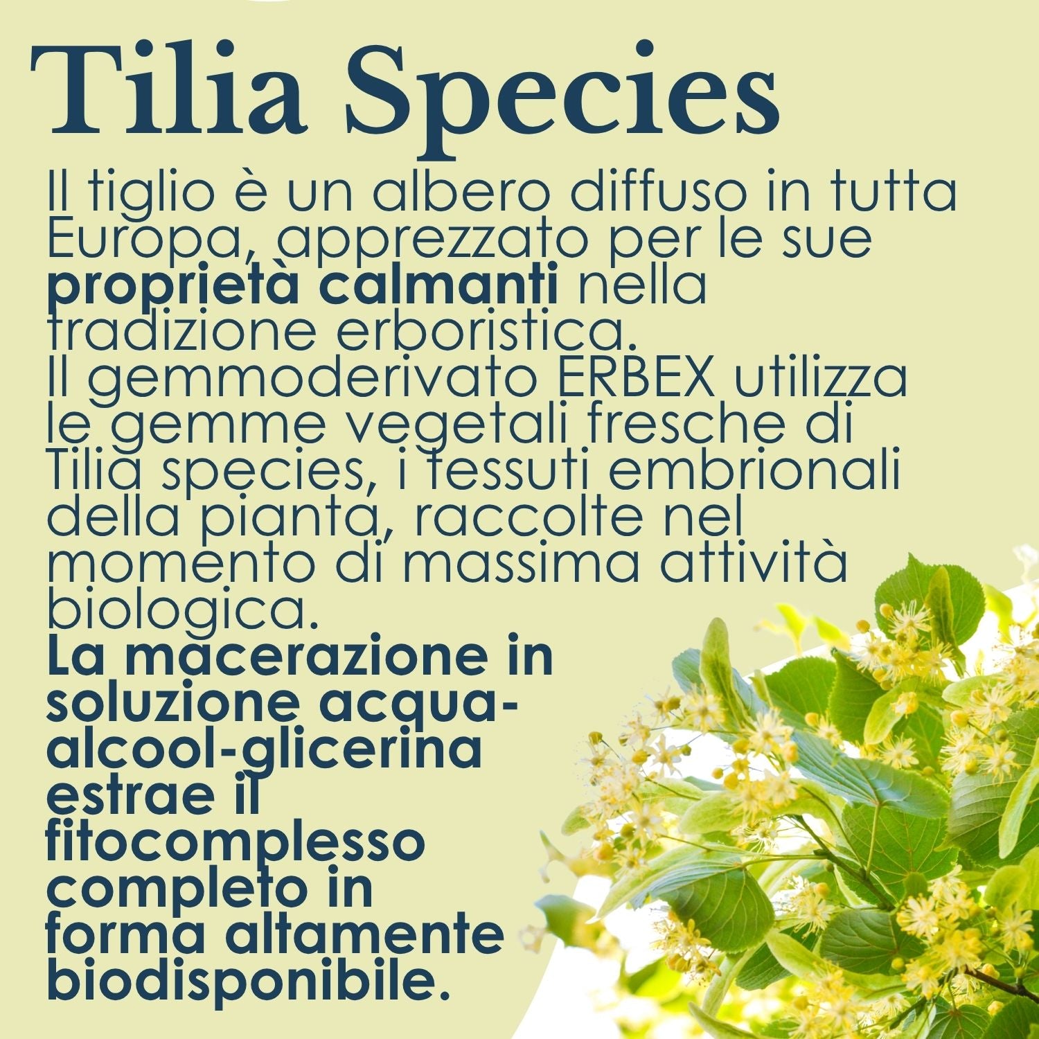 TIGLIO GEMMODERIVATO 50ML