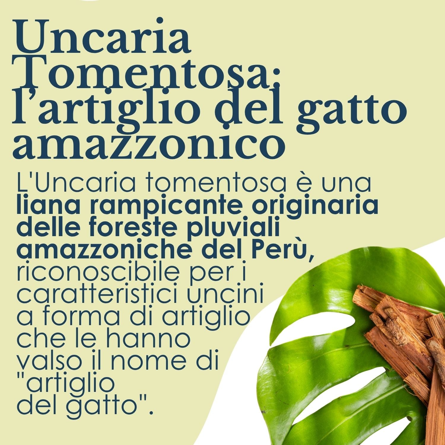 UNCARIA 100 CAPSULE