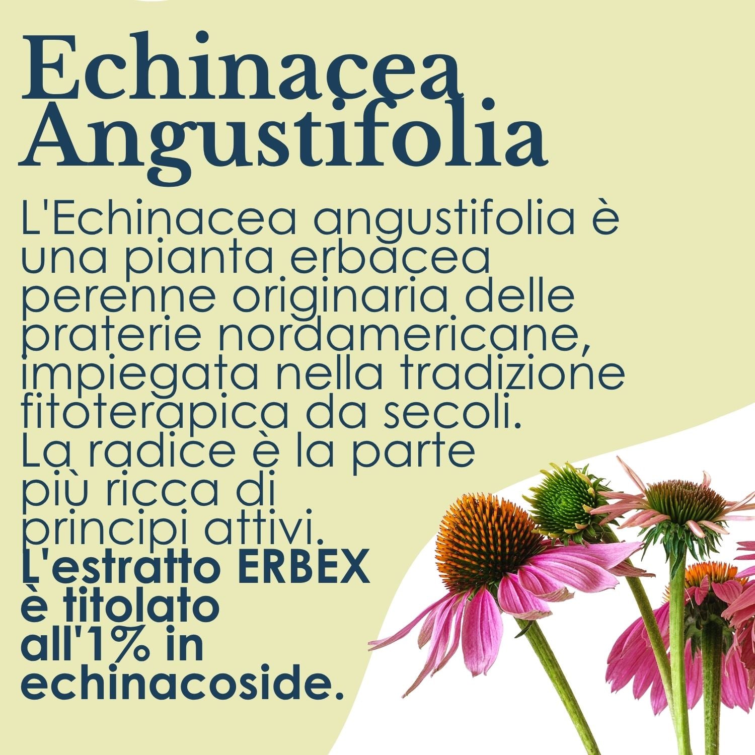 ECHINACEA 100 CAPSULE