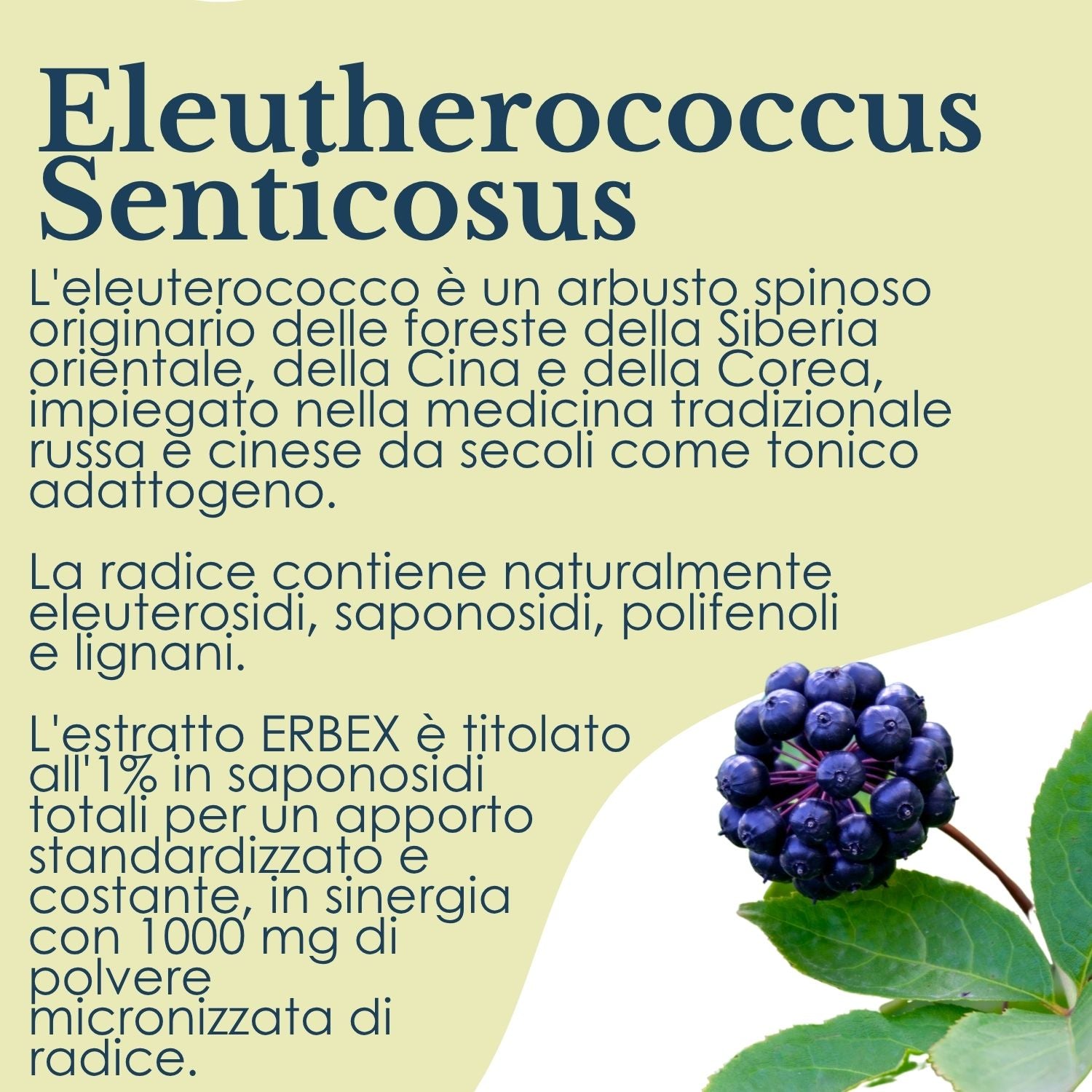 ELEUTEROCOCCO 100 CAPSULE