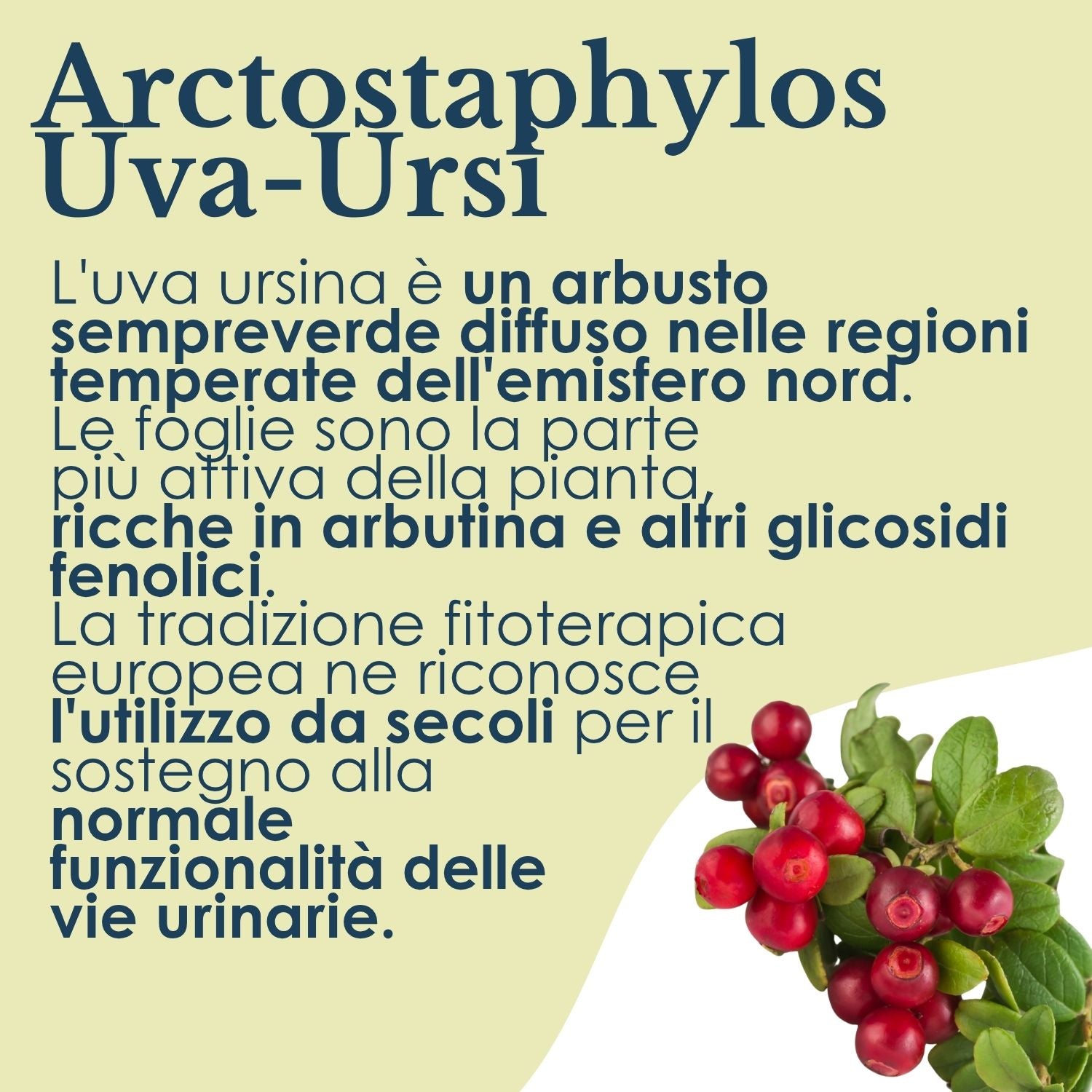 UVA URSINA 100 CAPSULE