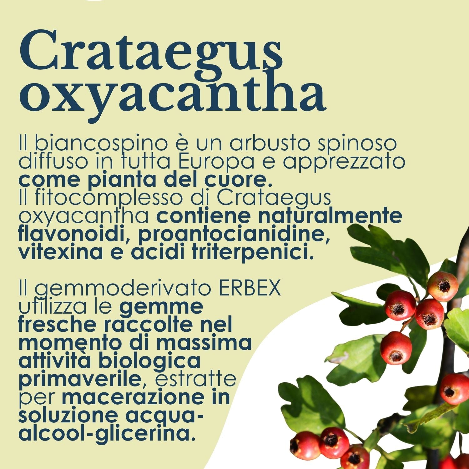 BIANCOSPINO GEMMODERIVATO 50ML