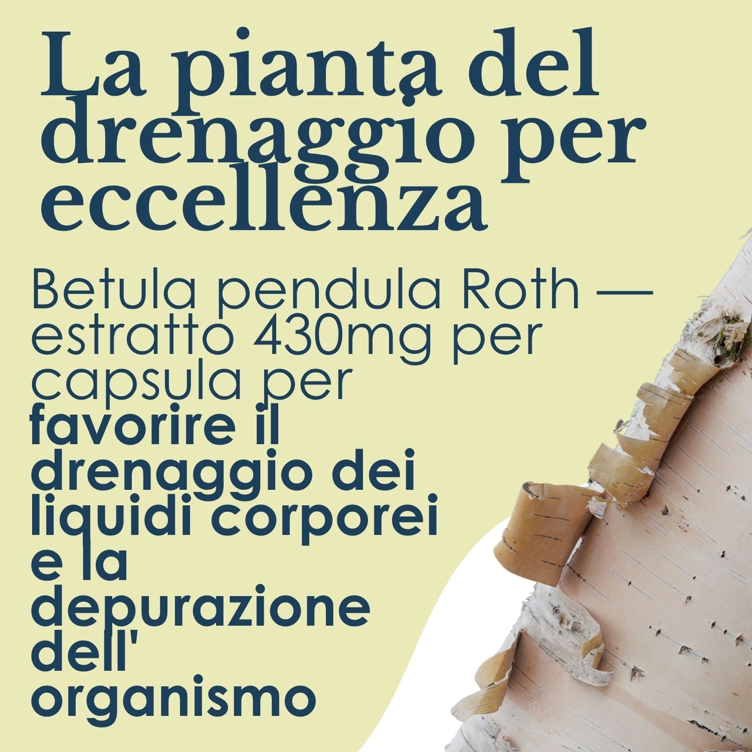 BETULLA 100 CAPSULE