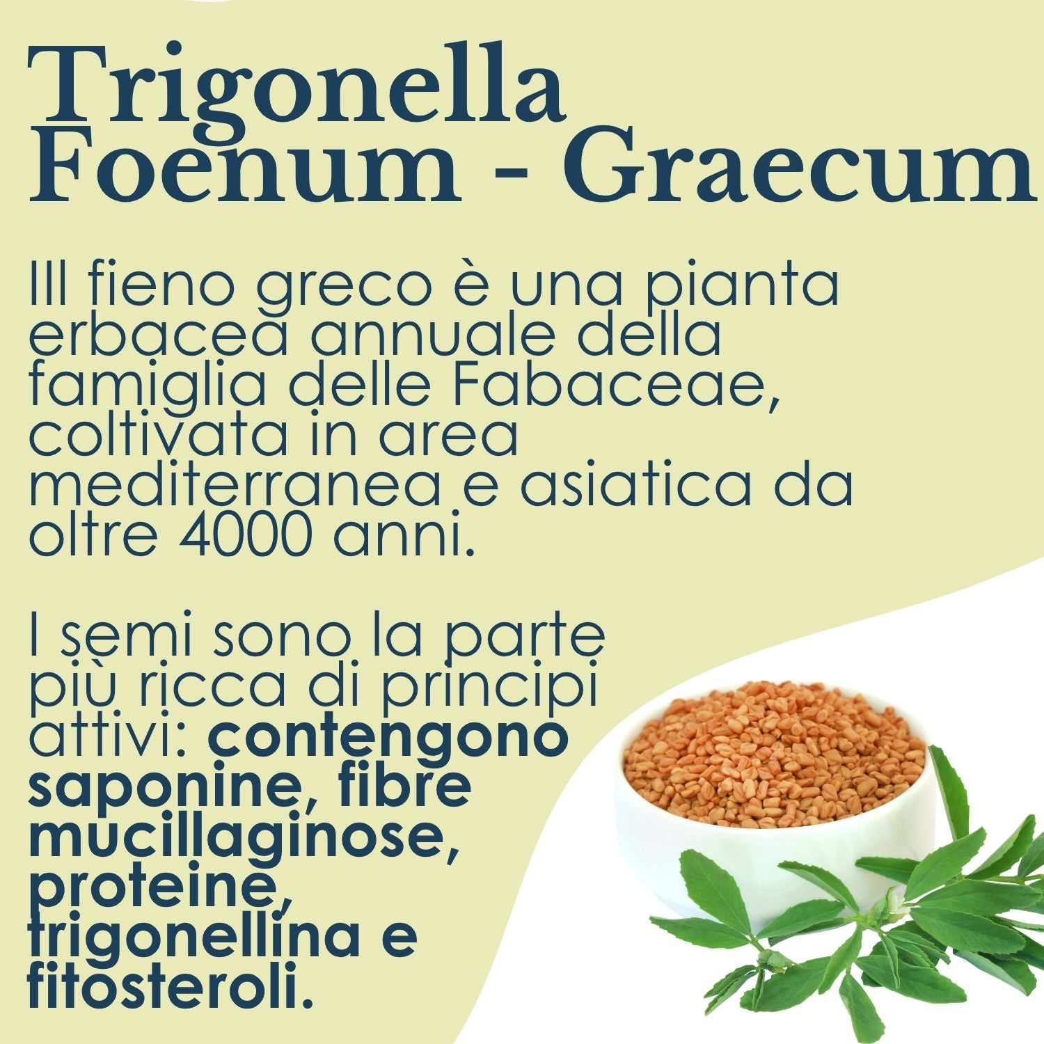 FIENO GRECO 160 COMPRESSE