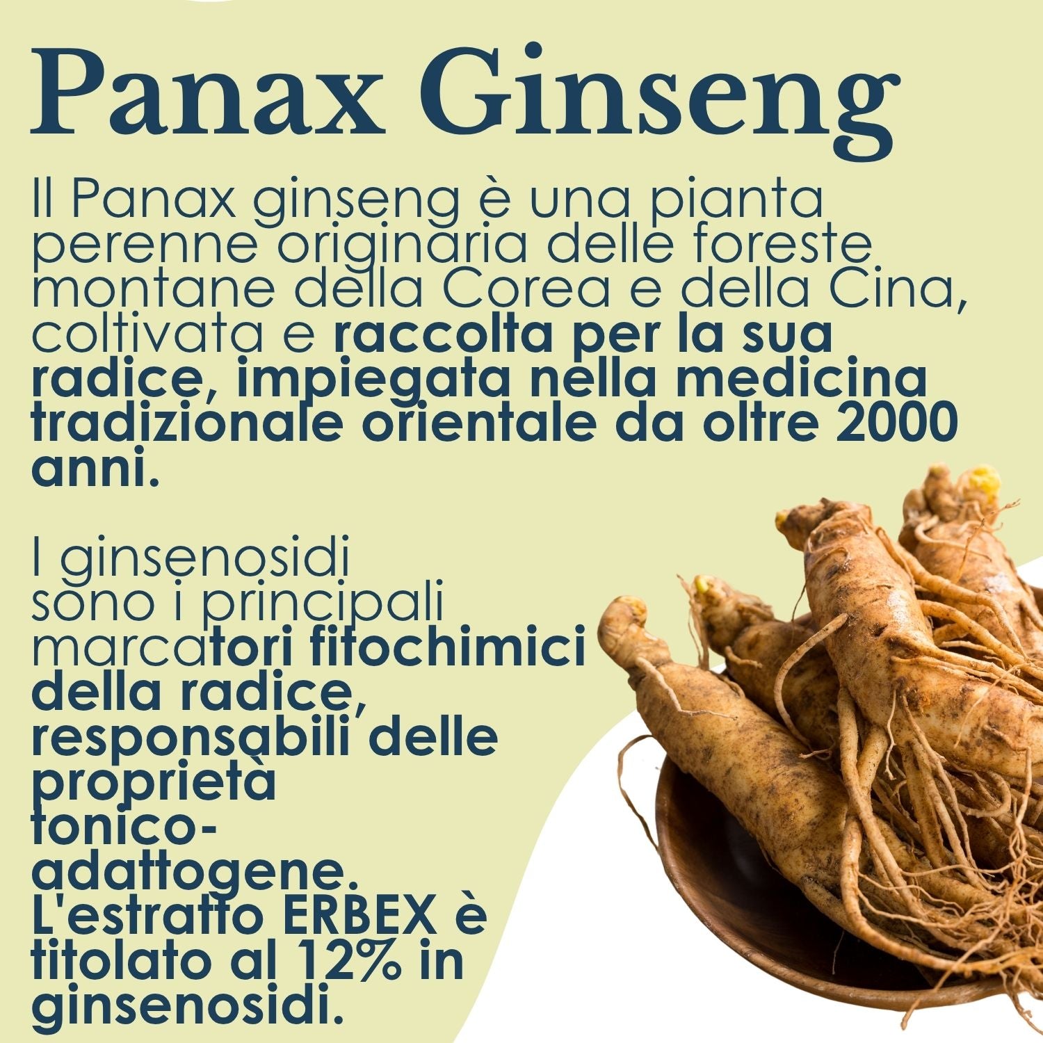 GINSENG 100 CAPSULE