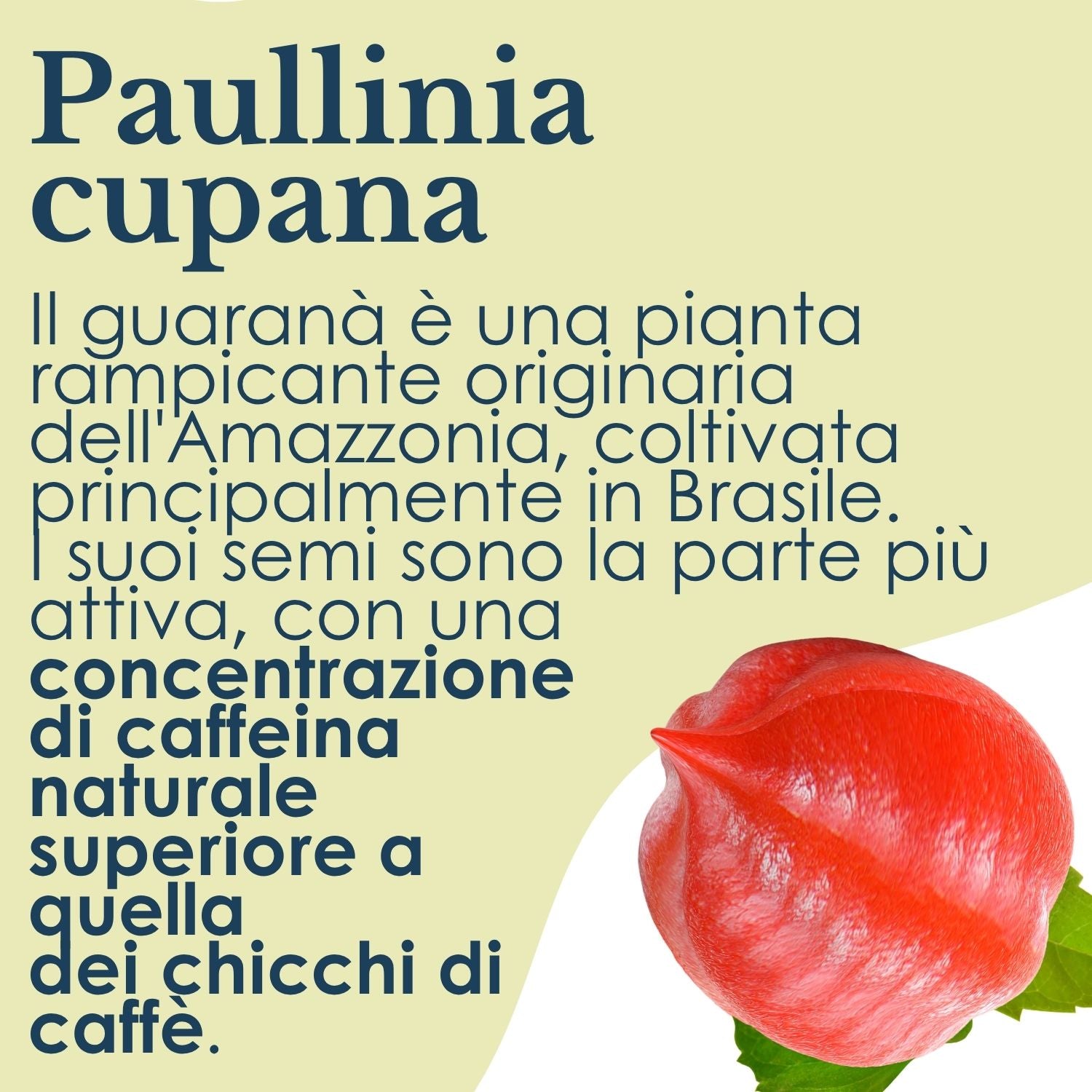 GUARANA 100 CAPSULE