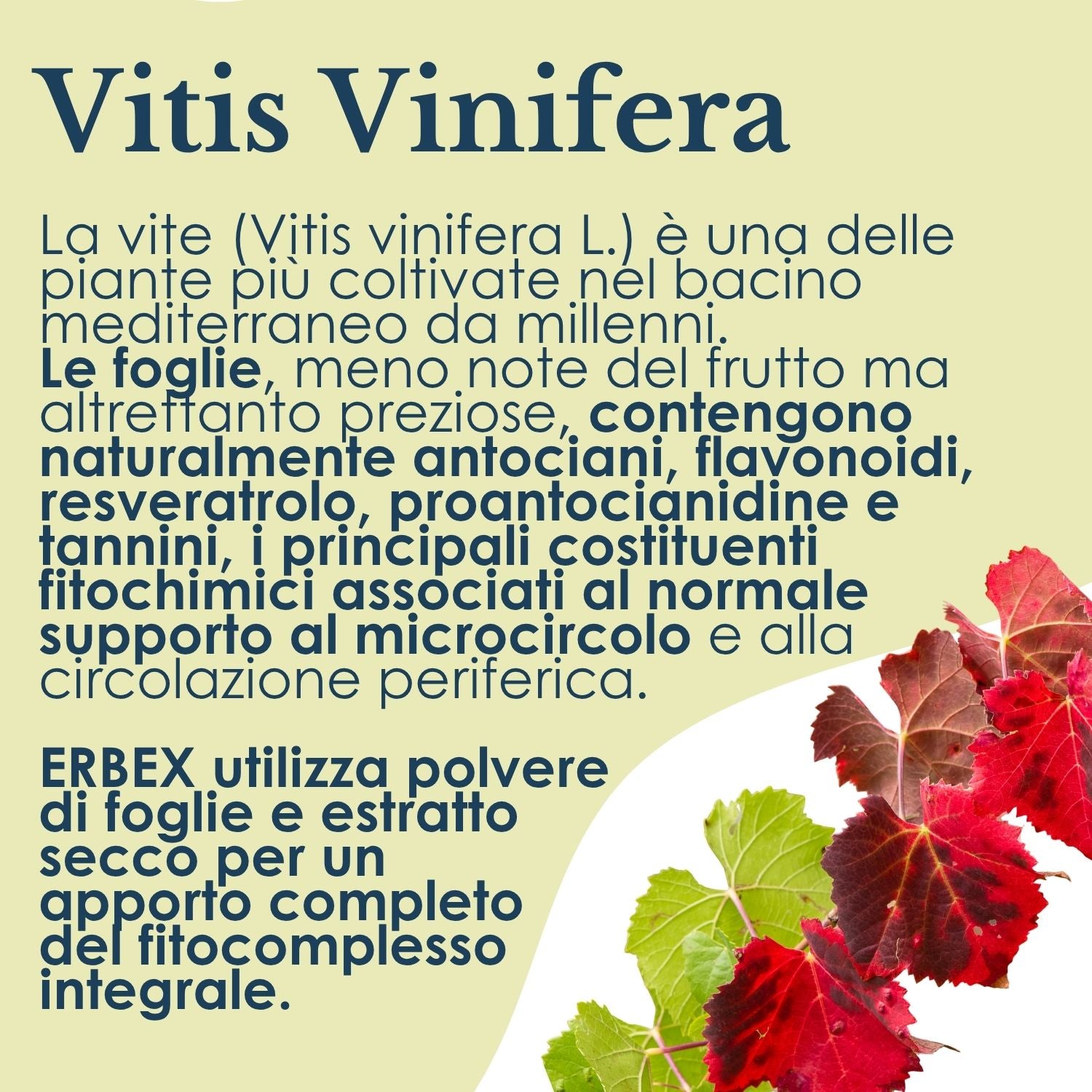 VITE ROSSA 100 CAPSULE