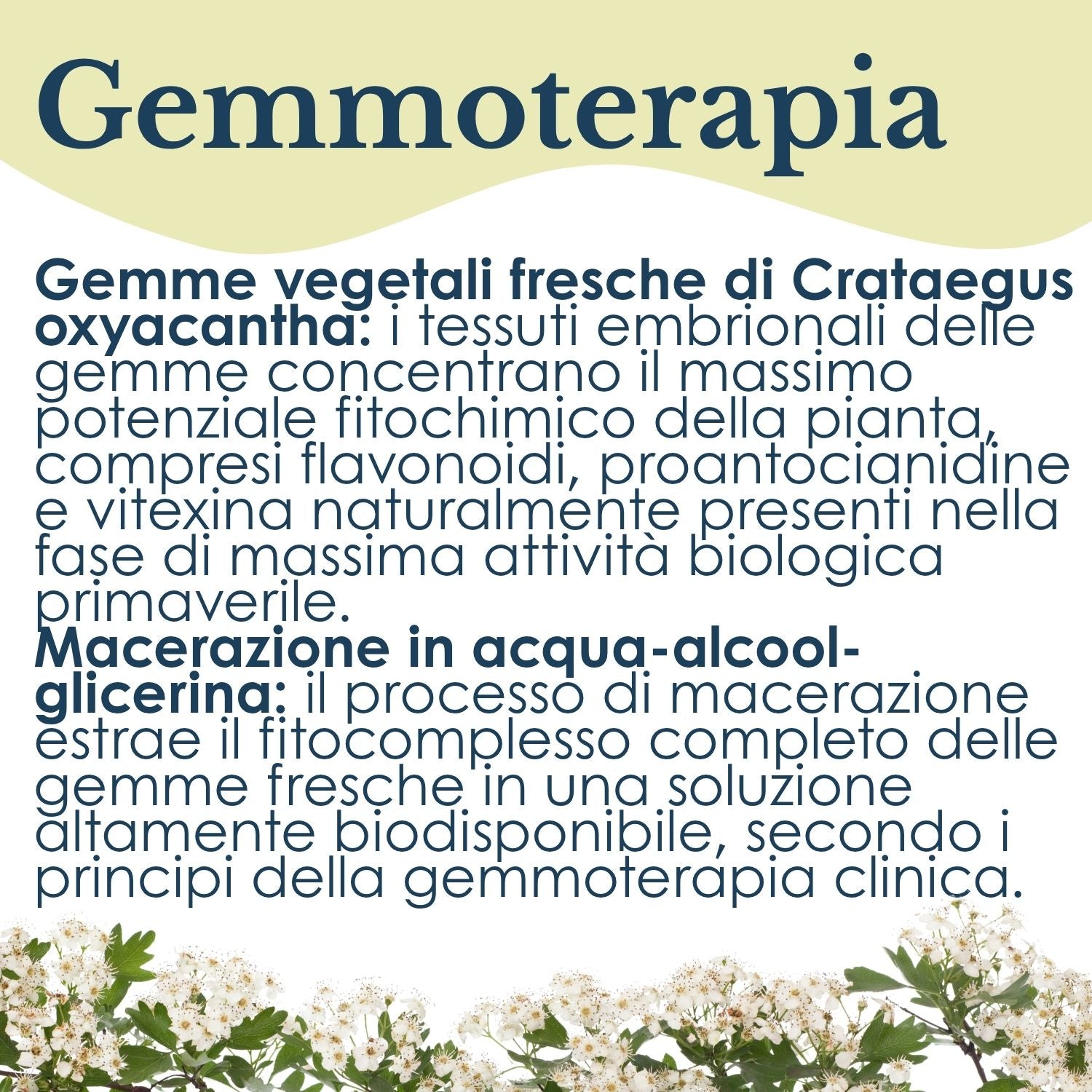 BIANCOSPINO GEMMODERIVATO 50ML