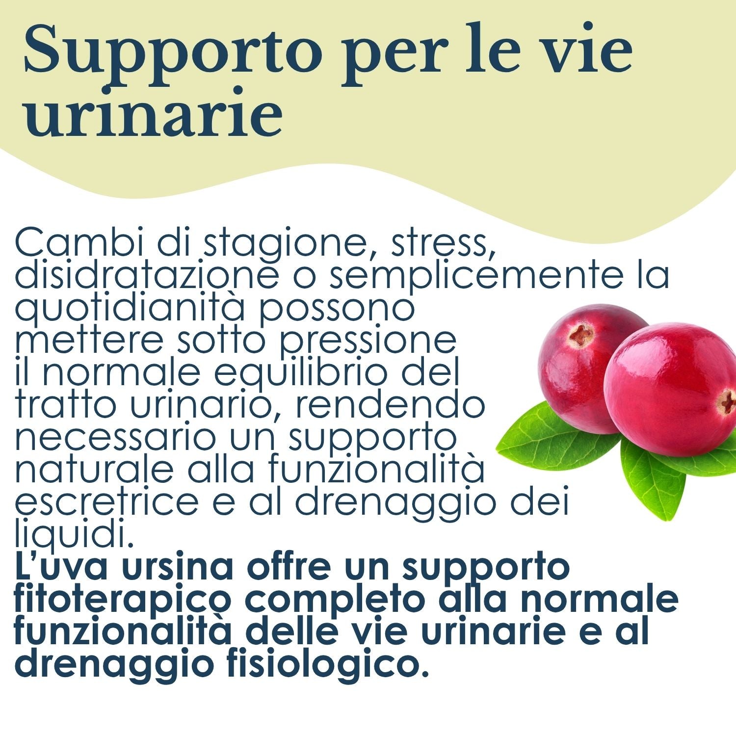 UVA URSINA 100 CAPSULE
