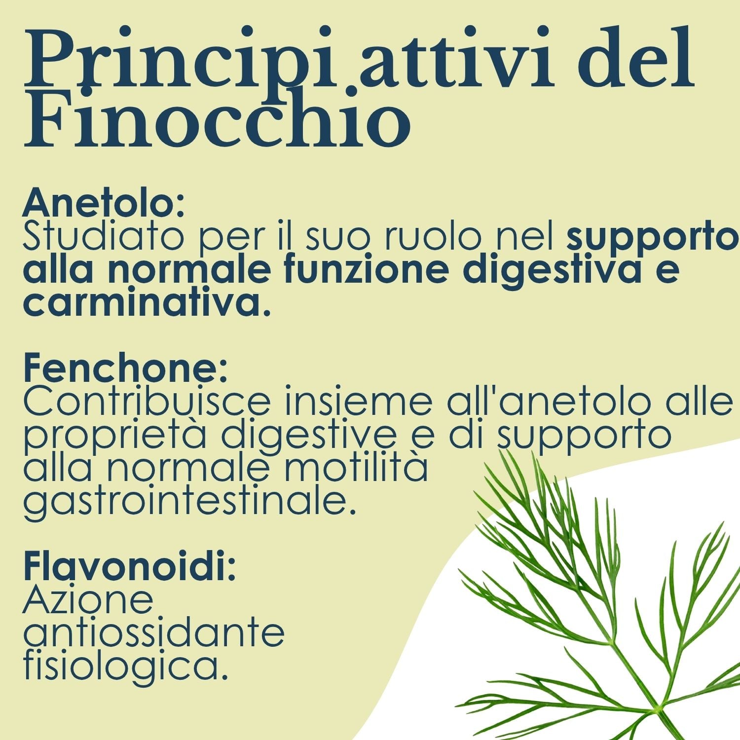 FINOCCHIO 100 CAPUSLE