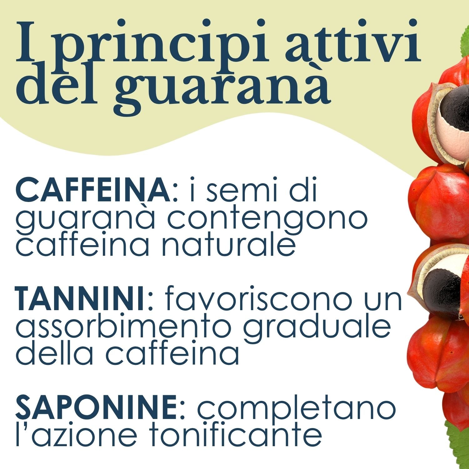 GUARANA 100 CAPSULE