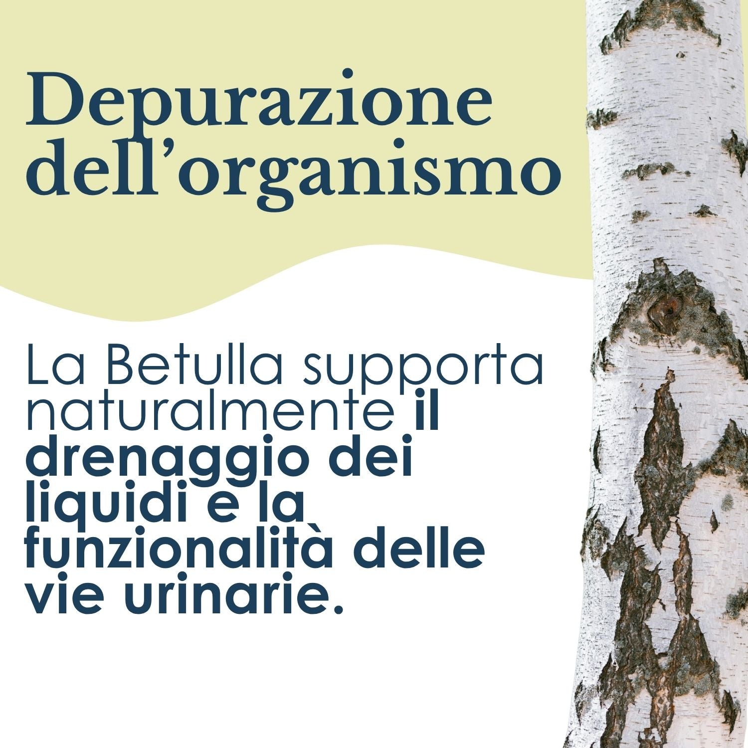 BETULLA 100 CAPSULE
