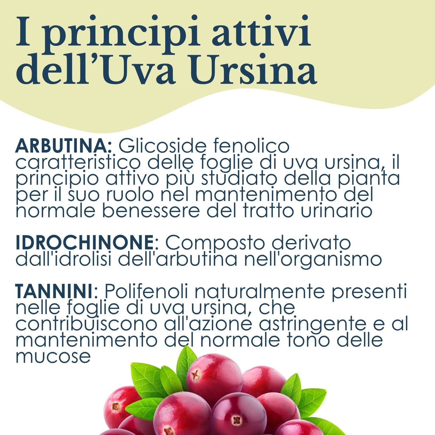 UVA URSINA 100 CAPSULE