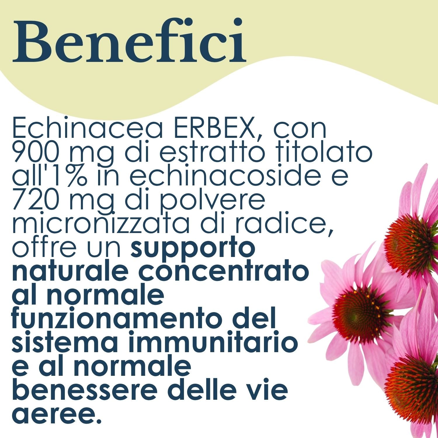 ECHINACEA 100 CAPSULE