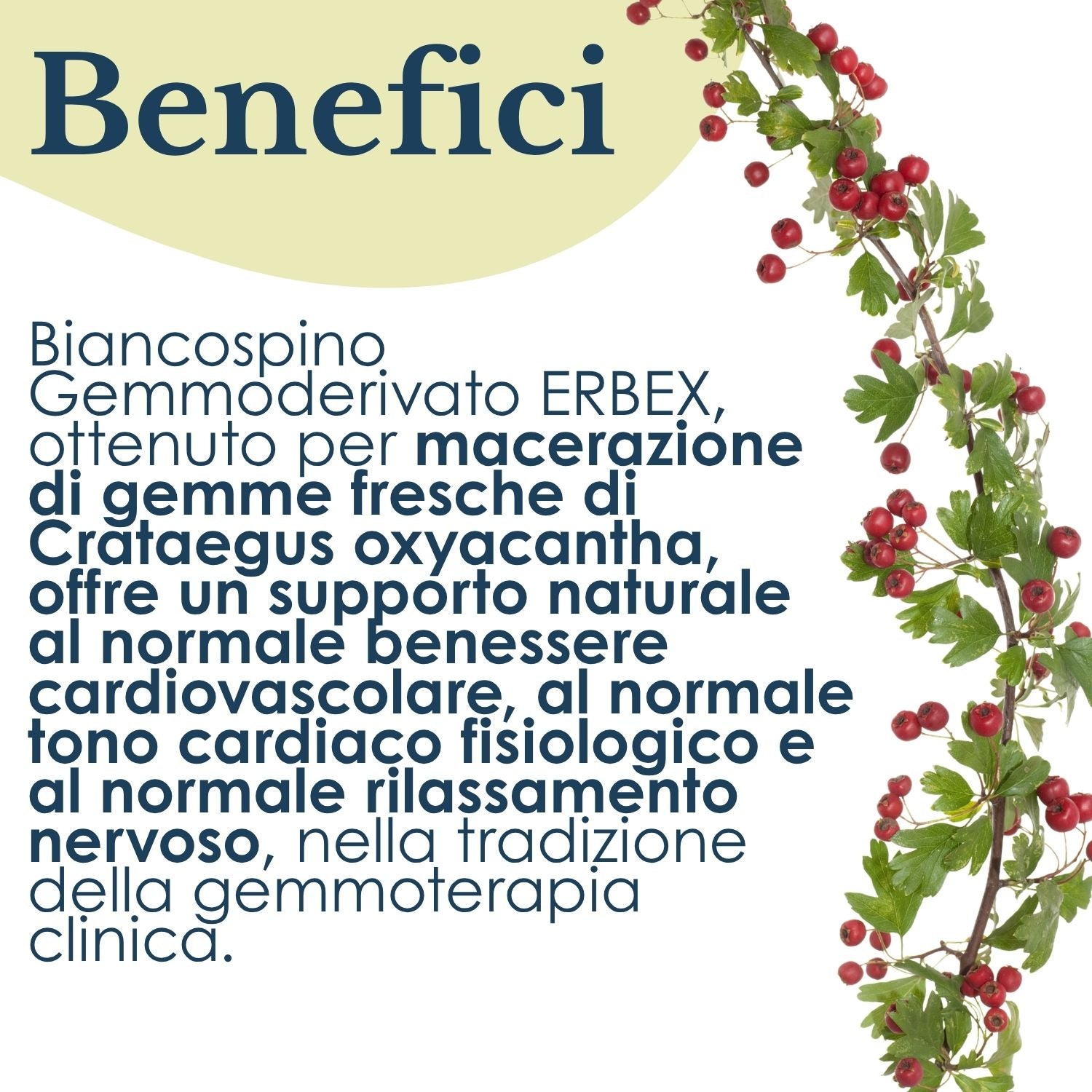 BIANCOSPINO GEMMODERIVATO 50ML