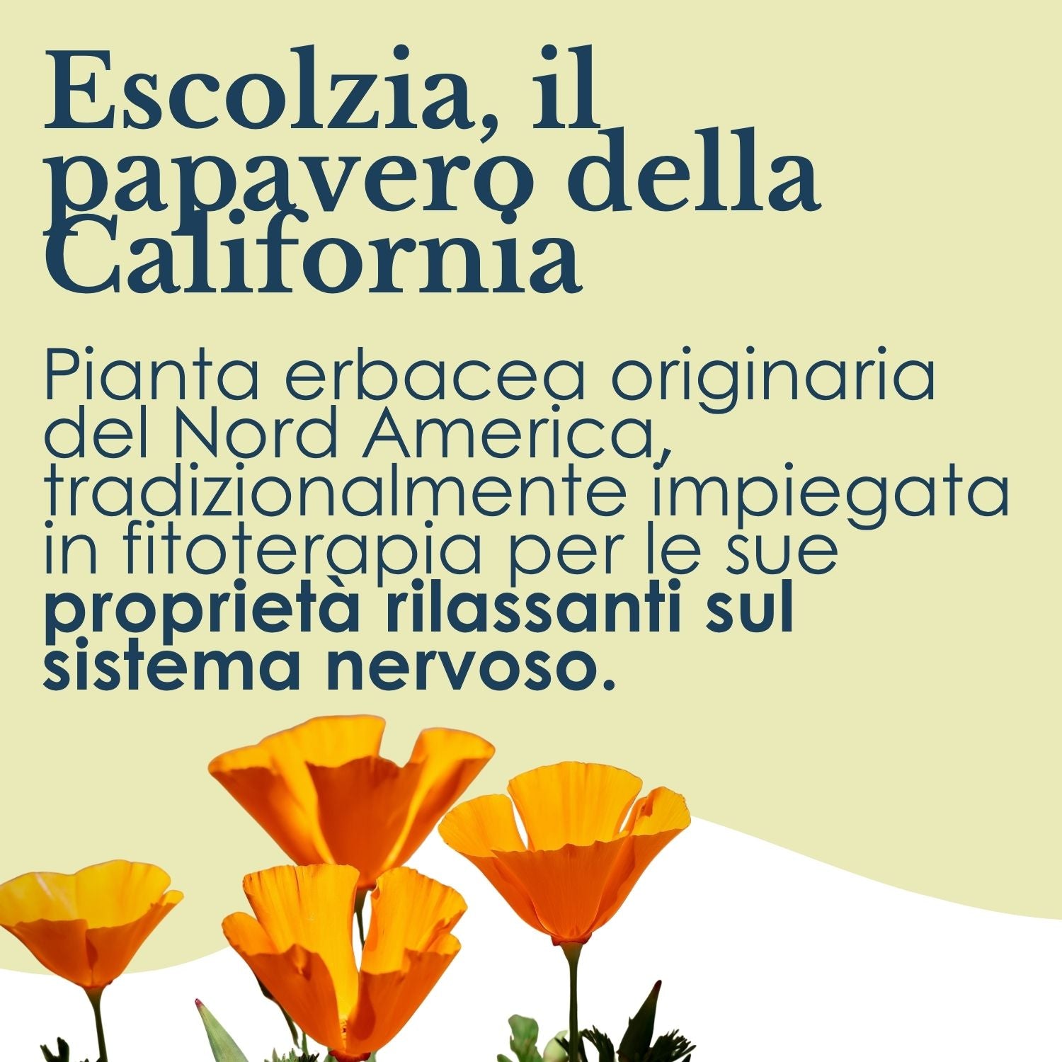 ESCOLZIA 100 CAPSULE ERBEX