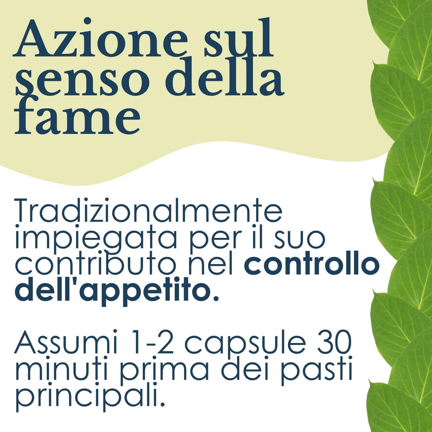 GYMNEMA SYLVESTRE 100 CAPSULE