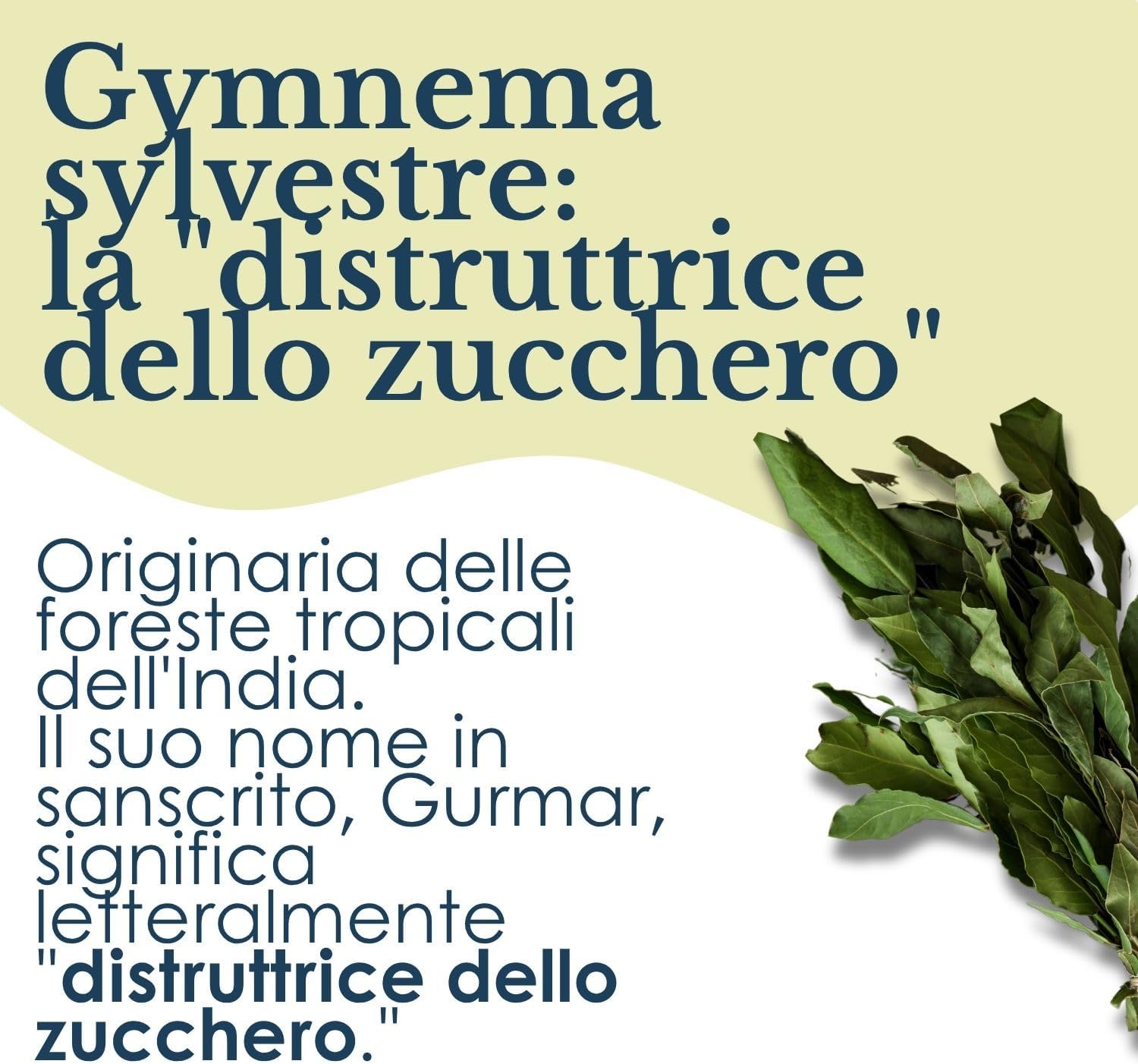 GYMNEMA SYLVESTRE 100 CAPSULE