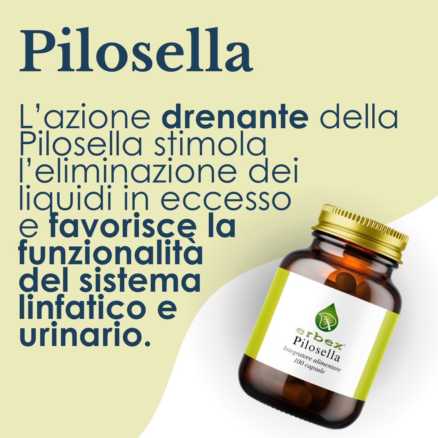 PILOSELLA 100 CAPSULE