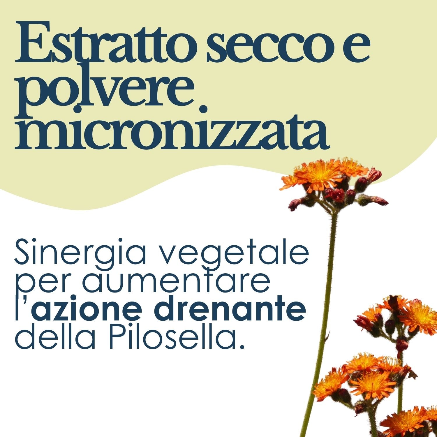 PILOSELLA 100 CAPSULE