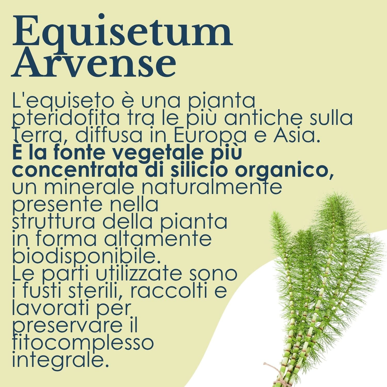 EQUISETO ERBEX 100 CAPSULE