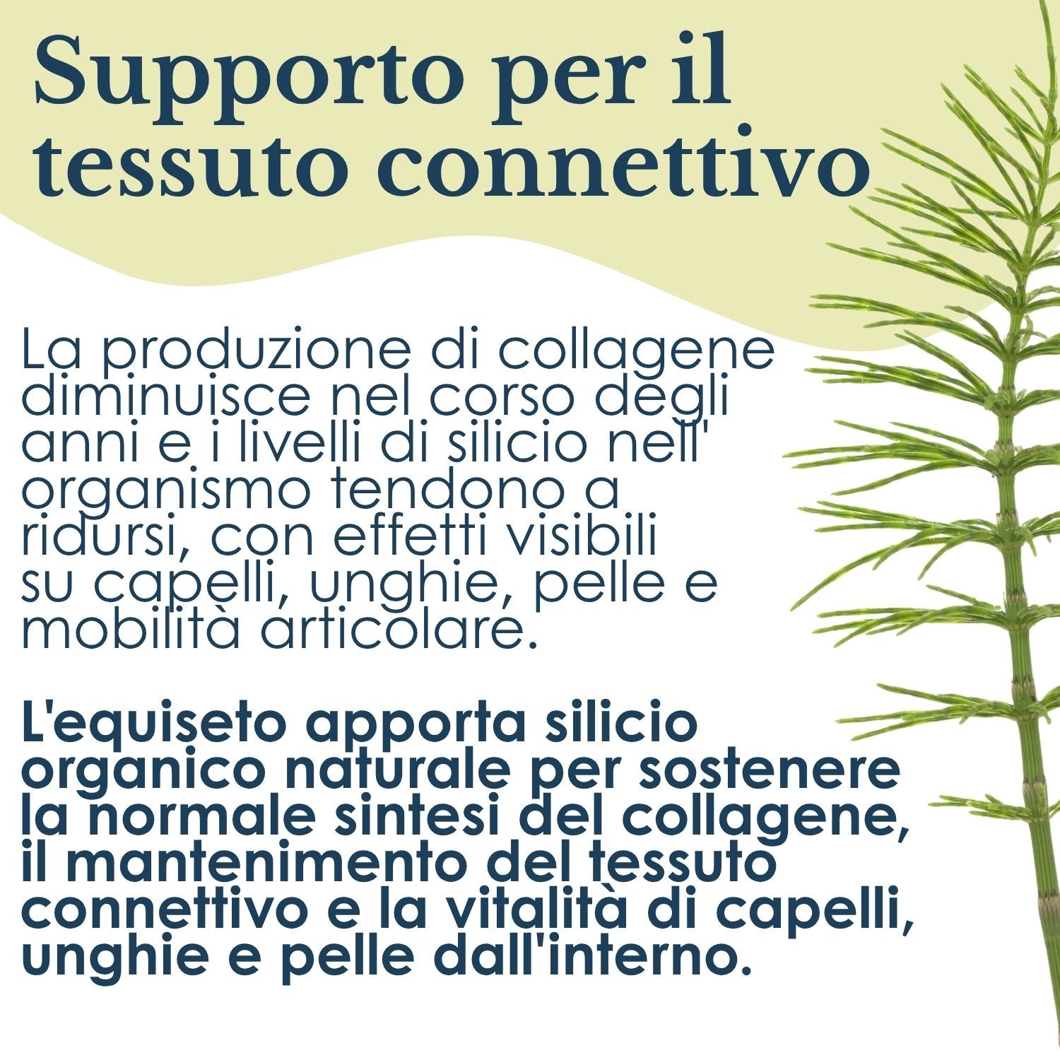 EQUISETO ERBEX 100 CAPSULE