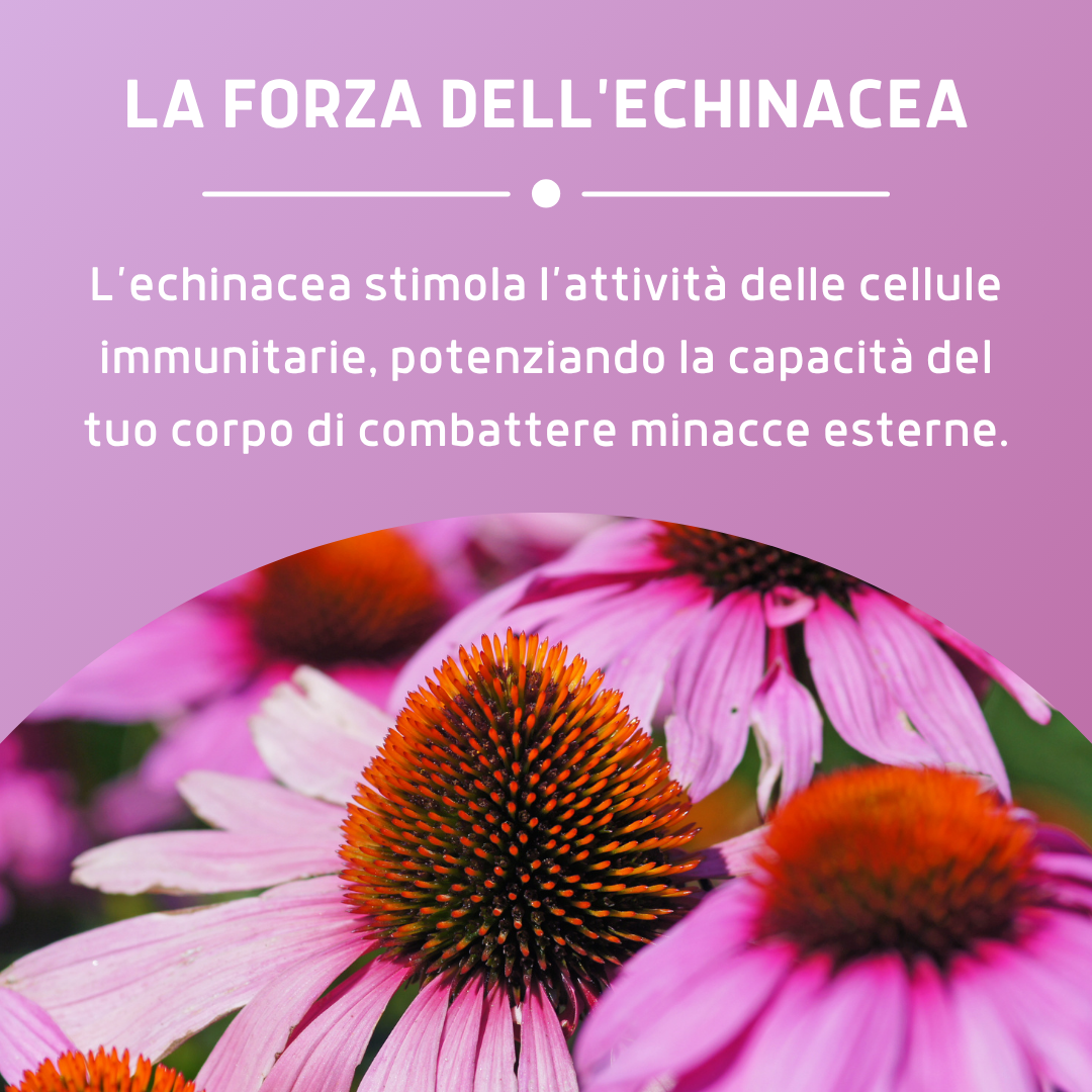 ECHINACEA 100 CAPSULE