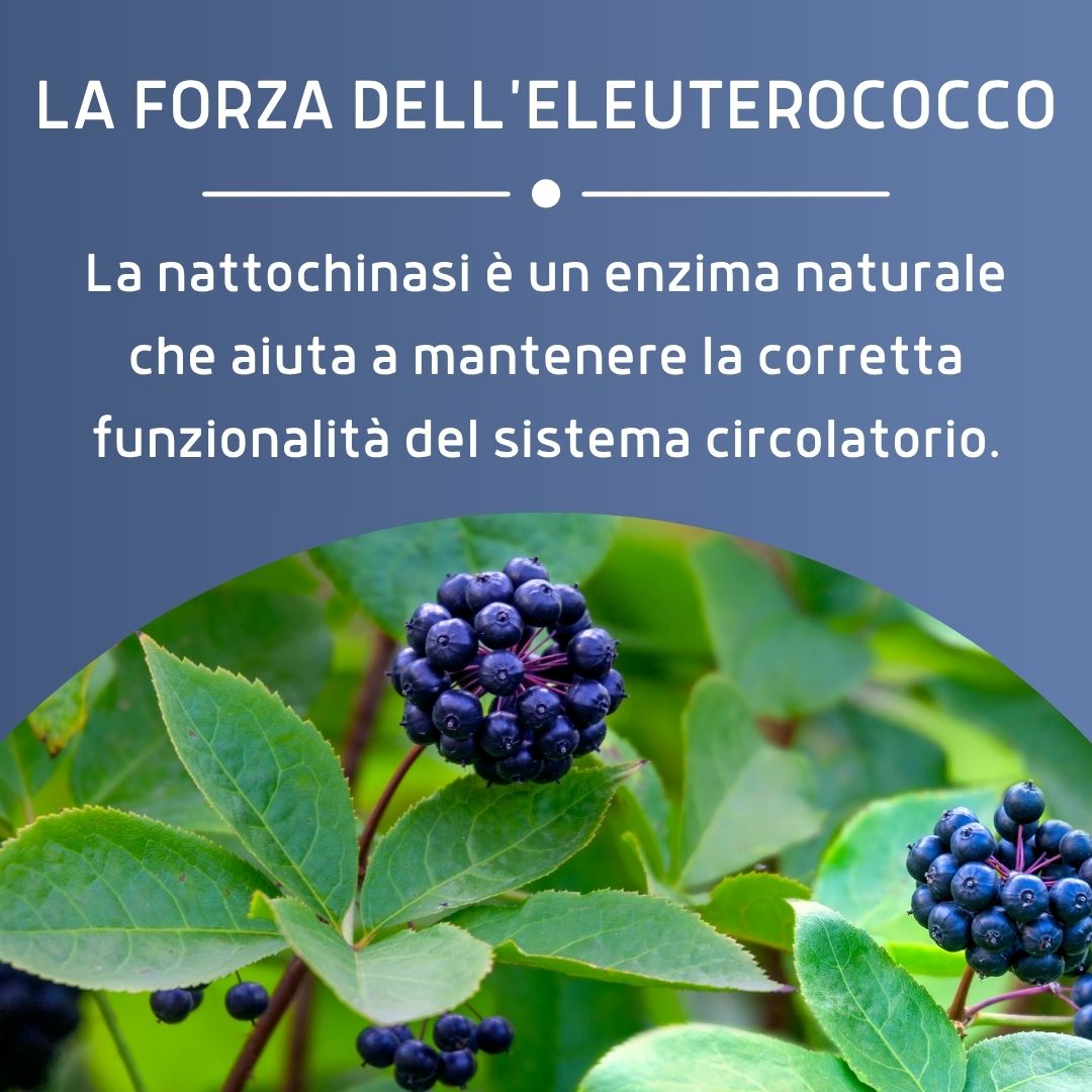 ELEUTEROCOCCO 100 CAPSULE