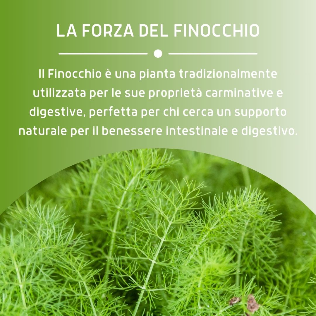 FINOCCHIO 100 CAPUSLE