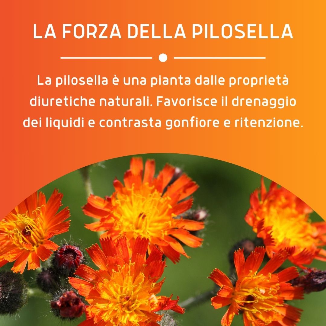 PILOSELLA 100 CAPSULE