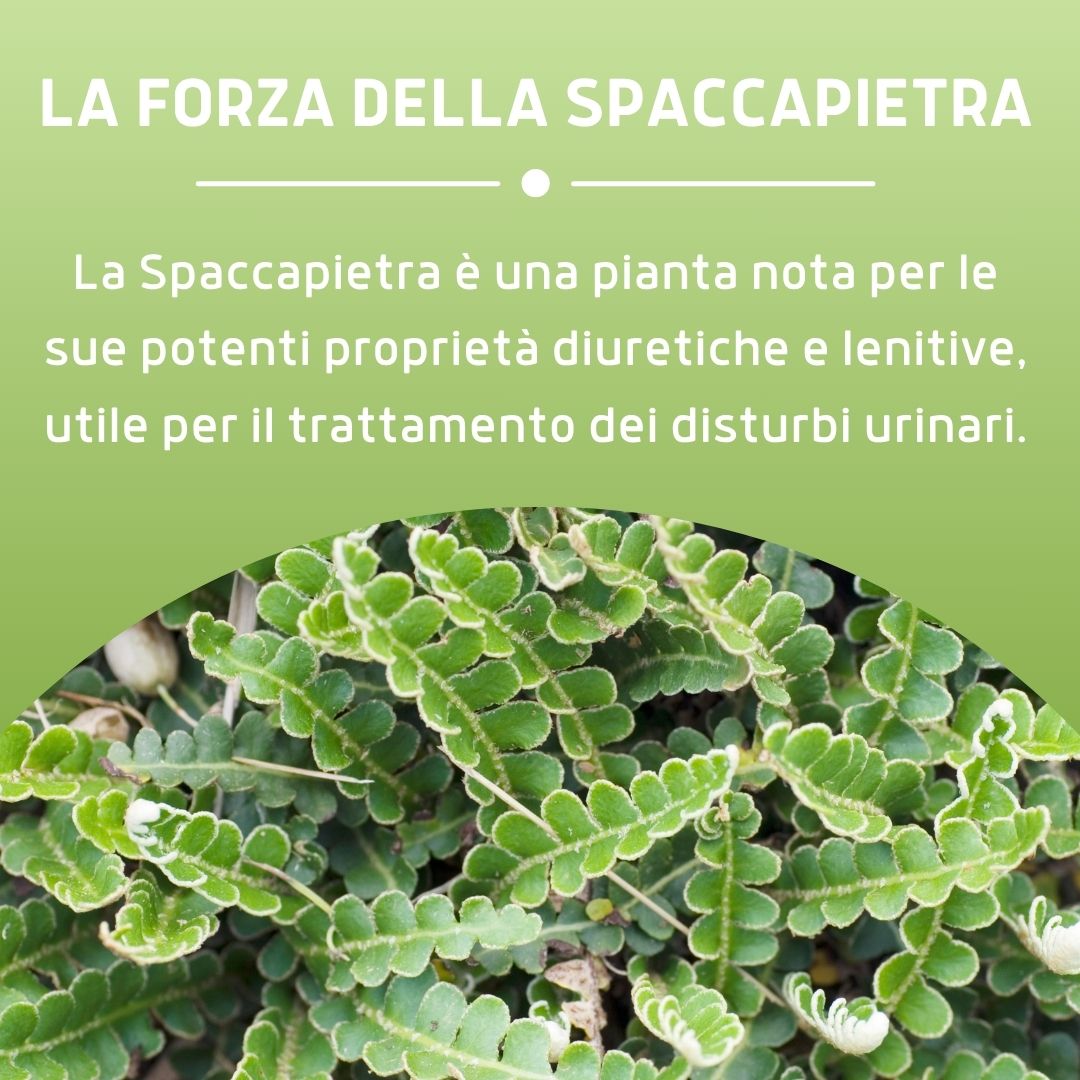 SPACCAPIETRA 160 COMPRESSE