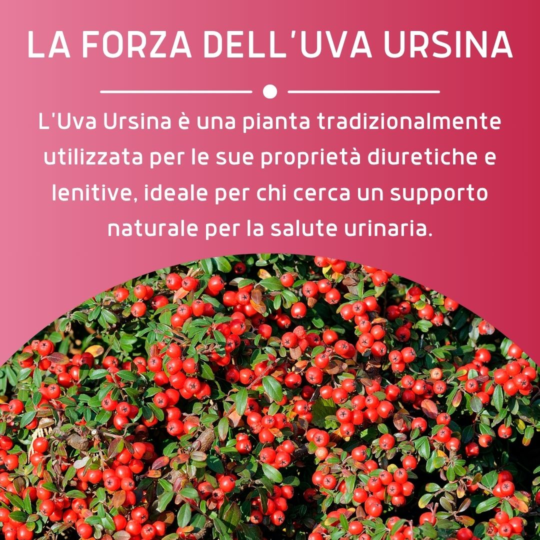 UVA URSINA 100 CAPSULE